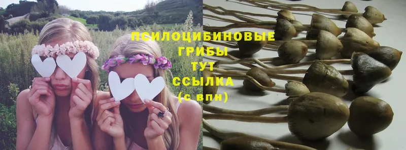 Псилоцибиновые грибы Psilocybe  Новоржев 